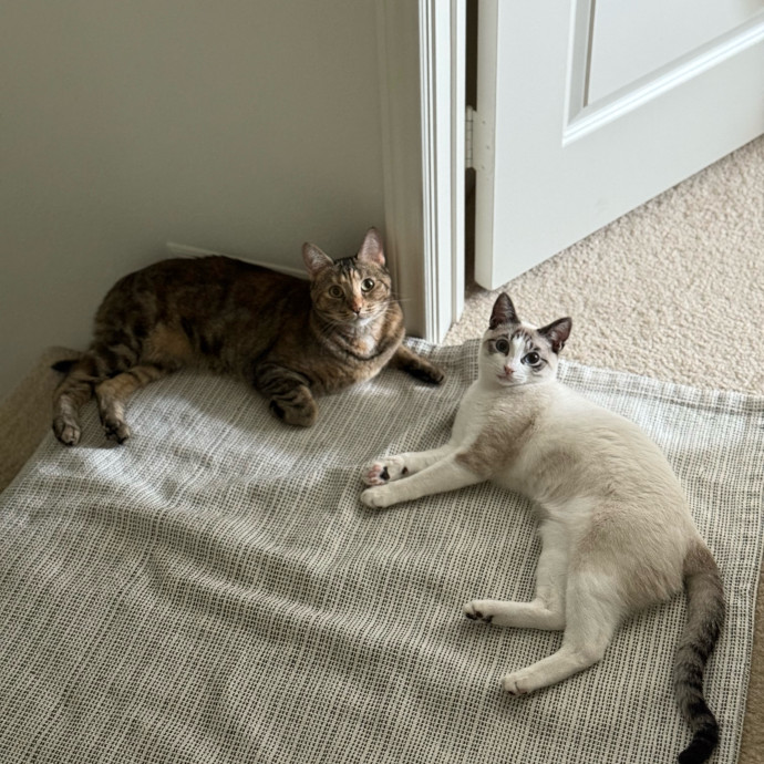 Loving Care For Your Cat When You're Not There photo 3