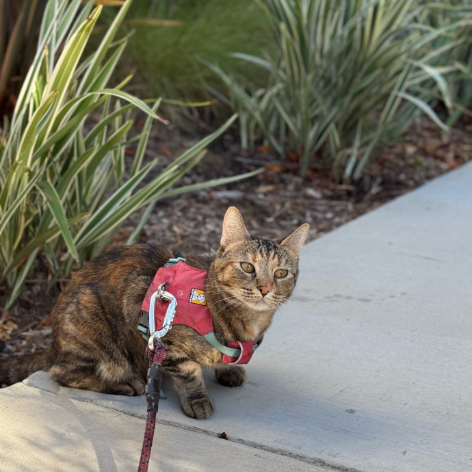 Loving Care For Your Cat When You're Not There photo 2