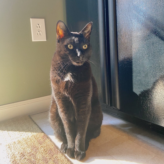 Jul's Cat Sitting