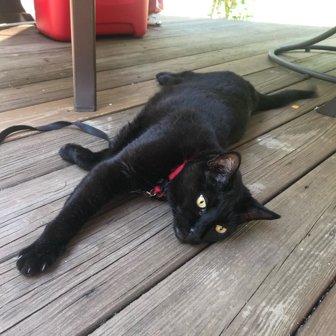 Jul's Cat Sitting
