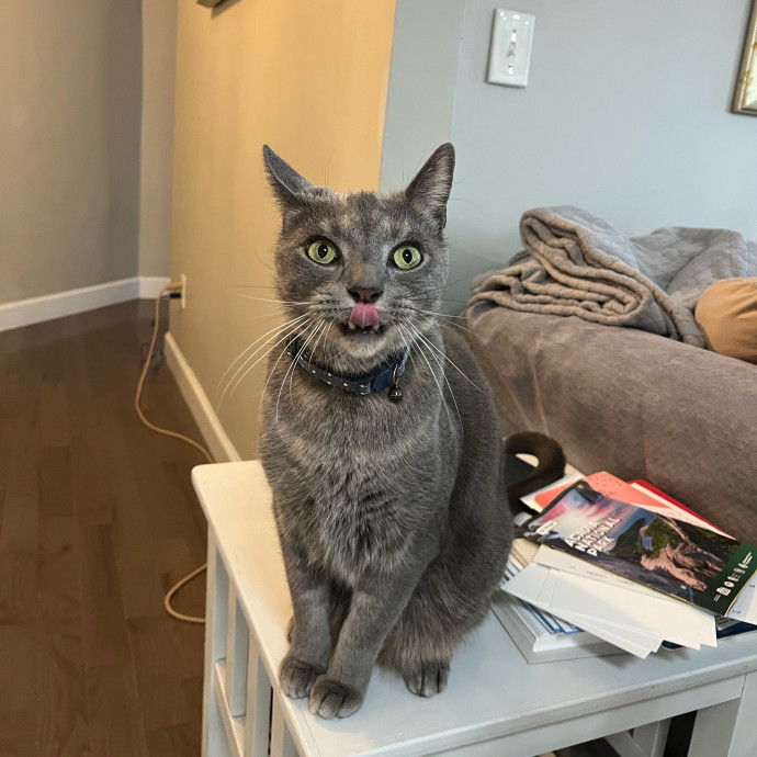 Jul's Cat Sitting photo 3