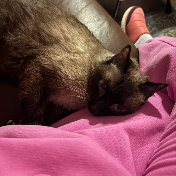 Jul's Cat Sitting photo 2