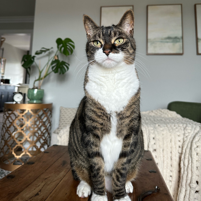 Reliable And Loving Cat Sitting