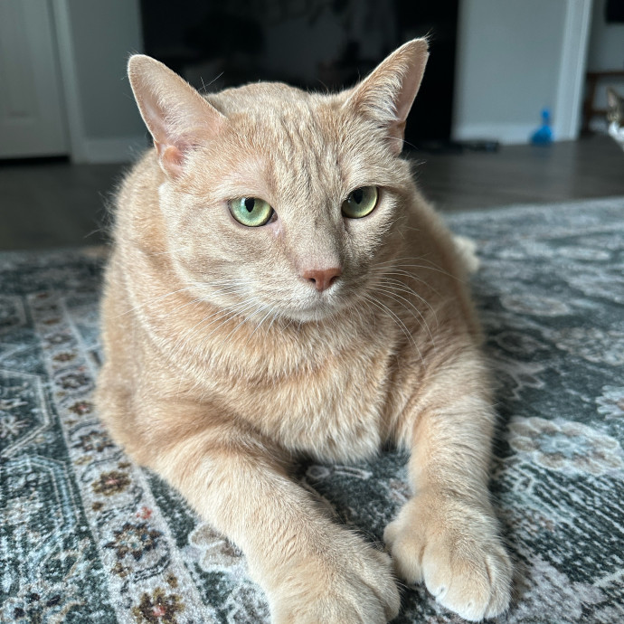 Reliable And Loving Cat Sitting