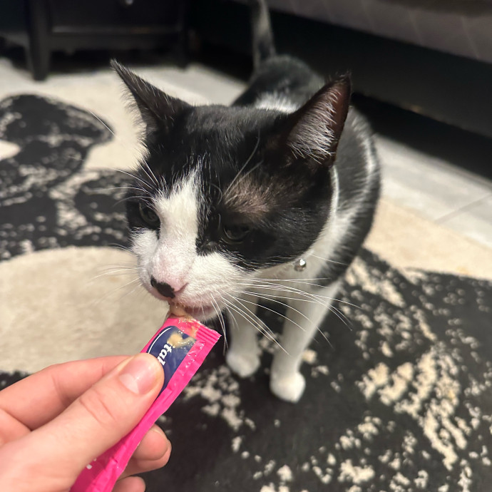Reliable And Loving Cat Sitting