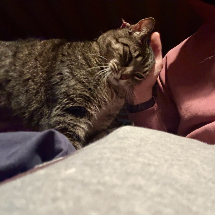 Reliable And Loving Cat Sitting photo 3
