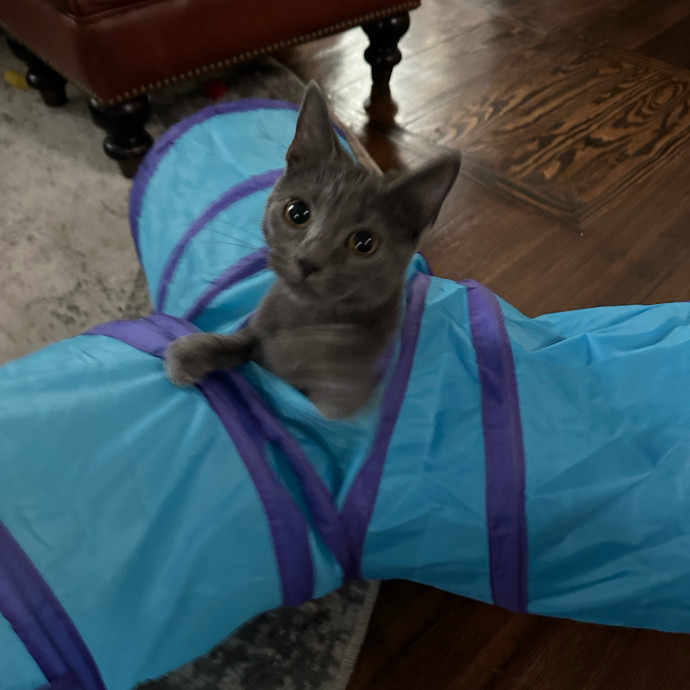 Reliable And Loving Cat Sitting photo 2