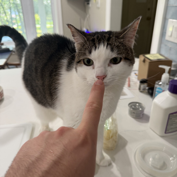 Reliable And Loving Cat Sitting