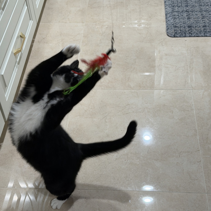 Reliable And Loving Cat Sitting photo 3