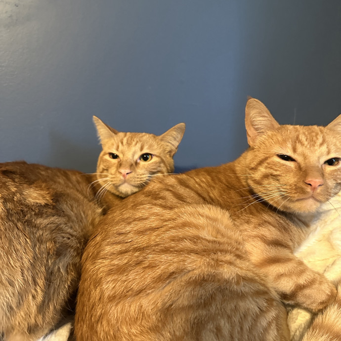 Reliable And Loving Cat Sitting photo 2