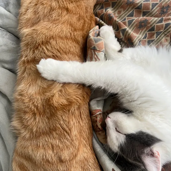 Cat Lover Reporting For Duty