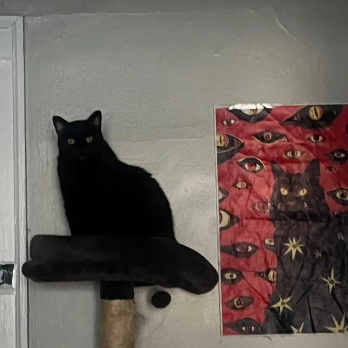 Cat Lover Reporting For Duty