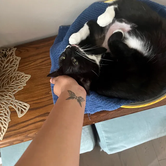 Cat Lover Reporting For Duty