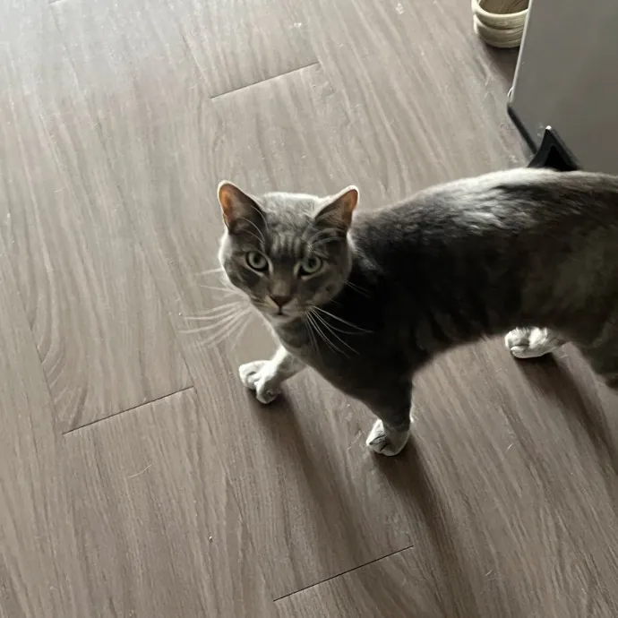 Cat Lover Reporting For Duty photo 4