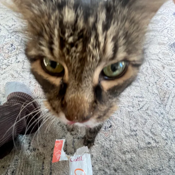 Cat Lover Reporting For Duty photo 3