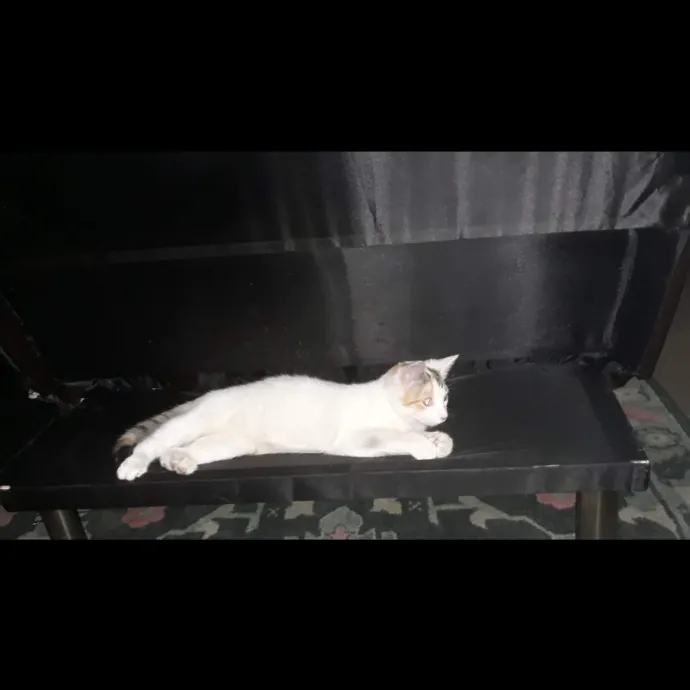 Cat Lover Reporting For Duty photo 2