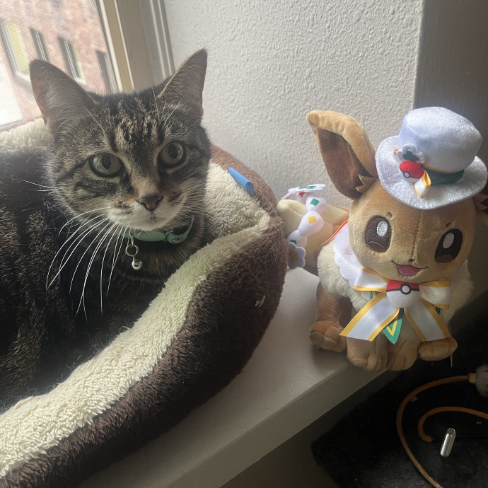 Cat Dad Aurora