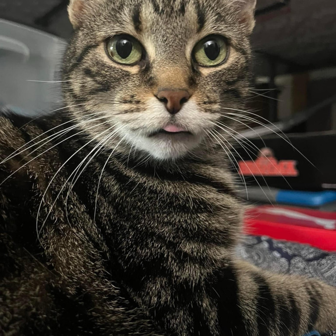 Cat Dad Aurora photo 3