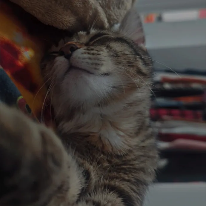 Your Cat's New Favorite Visitor