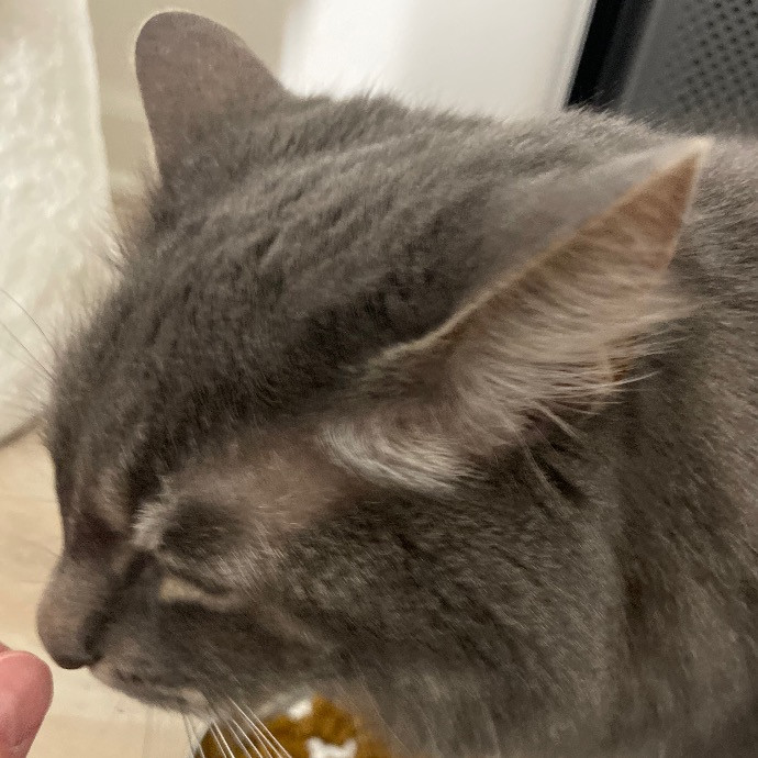 Jessa's Fancy Feline Service