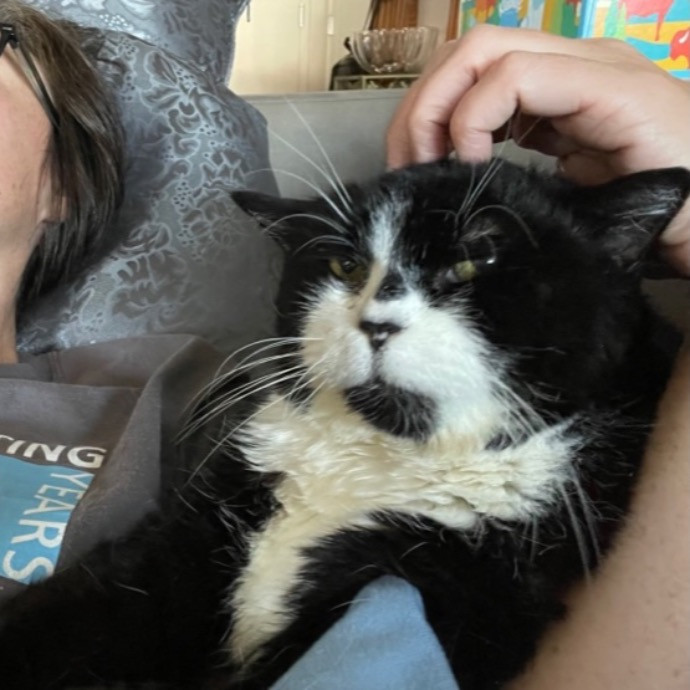 Jessa's Fancy Feline Service