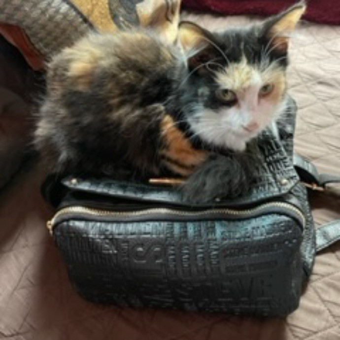 Jessa's Fancy Feline Service
