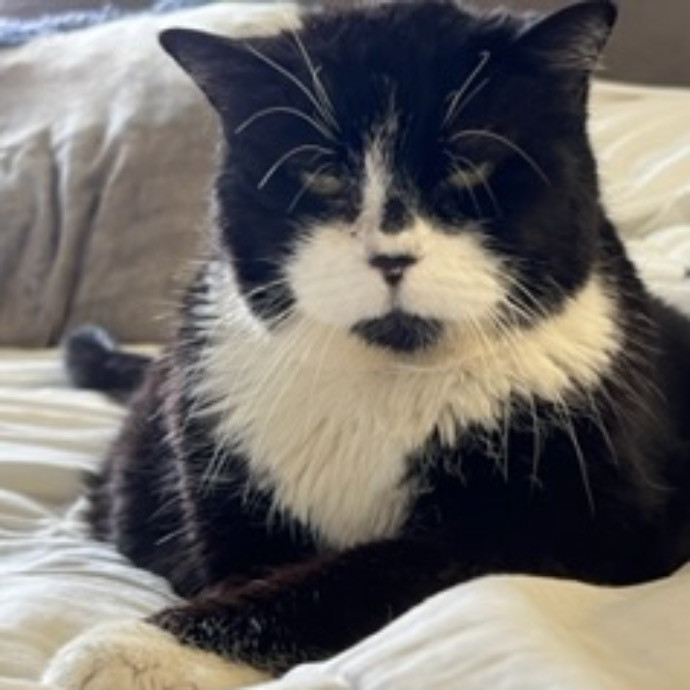 Jessa's Fancy Feline Service photo 3