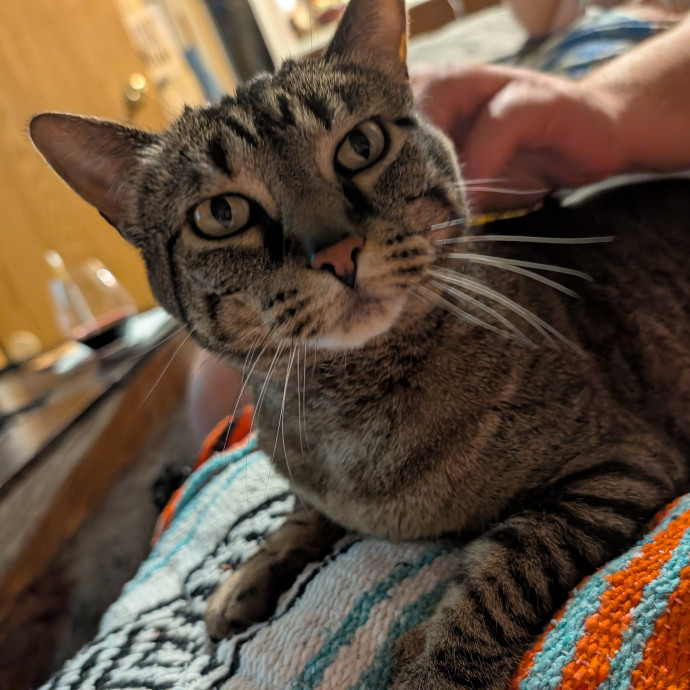 Megan's Heart Centered Kitty Care