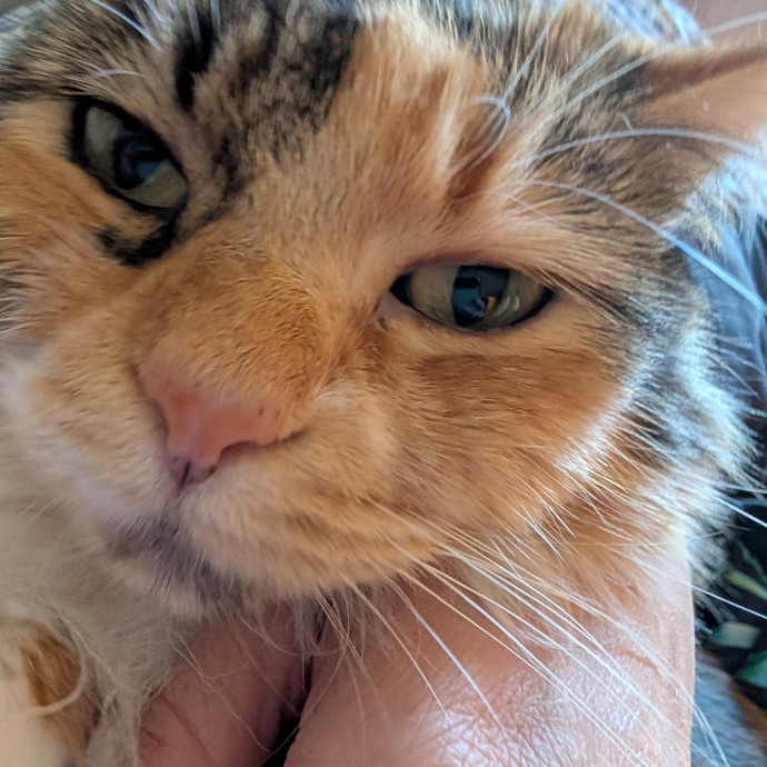 Megan's Heart Centered Kitty Care