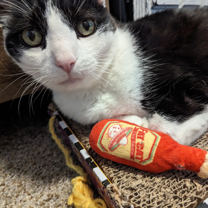 Megan's Heart Centered Kitty Care