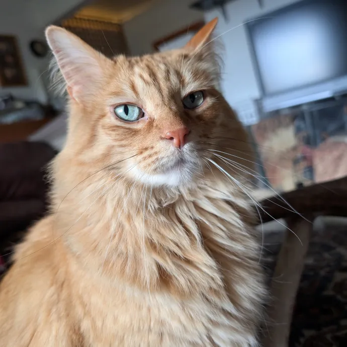 Megan's Heart Centered Kitty Care