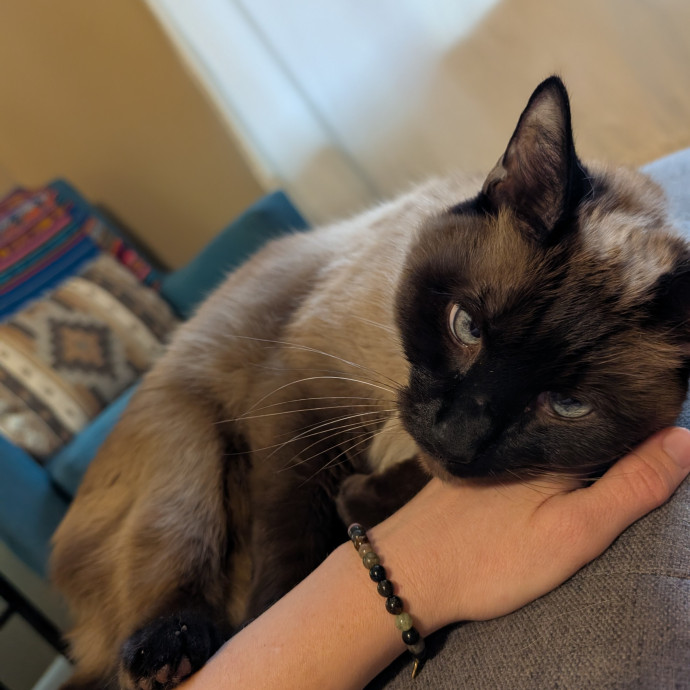 Megan's Heart Centered Kitty Care