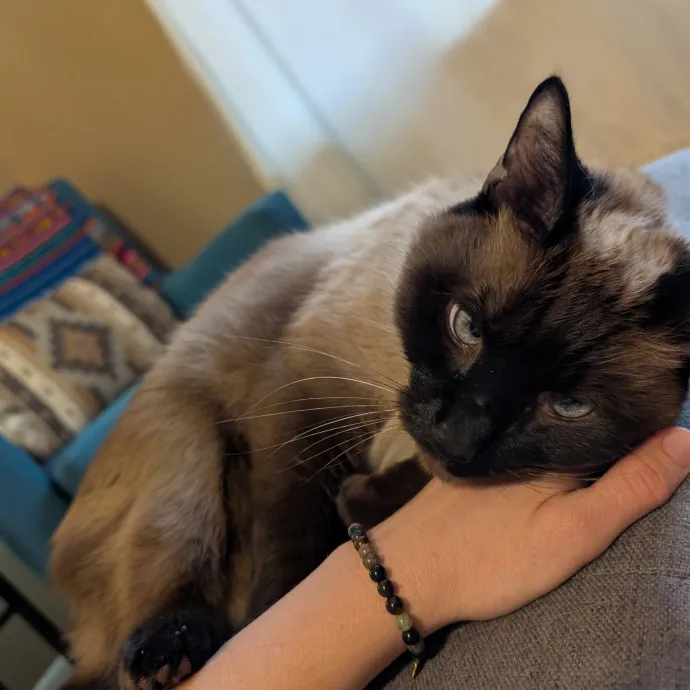 Megan's Heart Centered Kitty Care