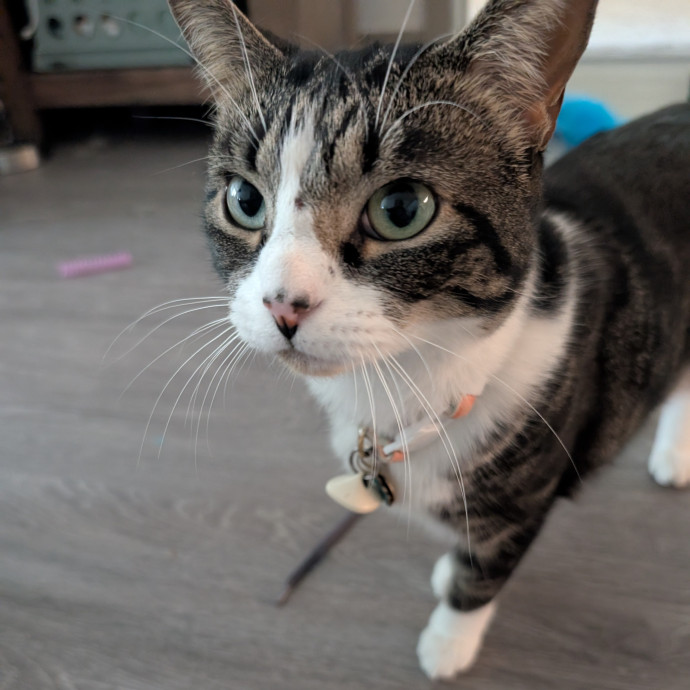 Megan's Heart Centered Kitty Care