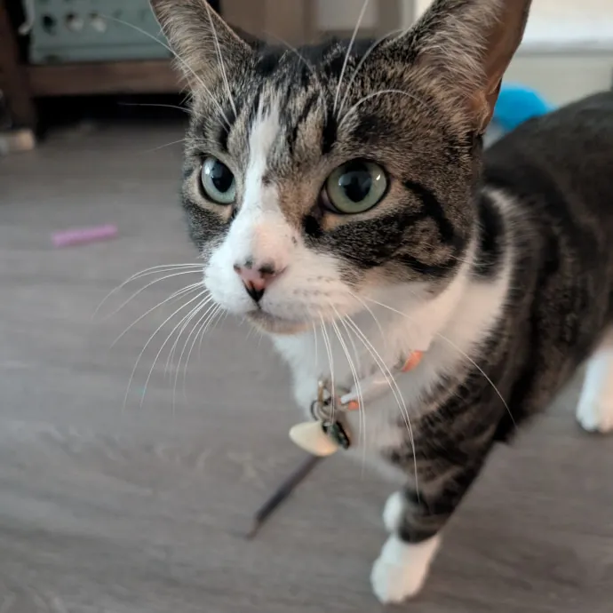 Megan's Heart Centered Kitty Care