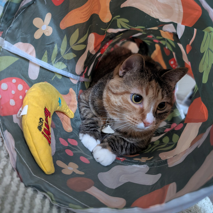 Megan's Heart Centered Kitty Care