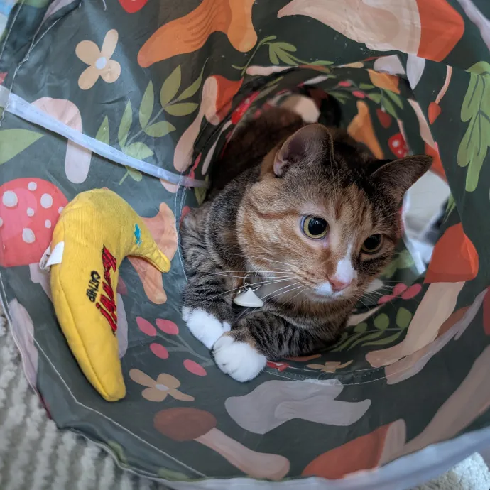 Megan's Heart Centered Kitty Care