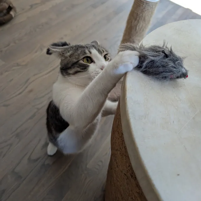 Megan's Heart Centered Kitty Care
