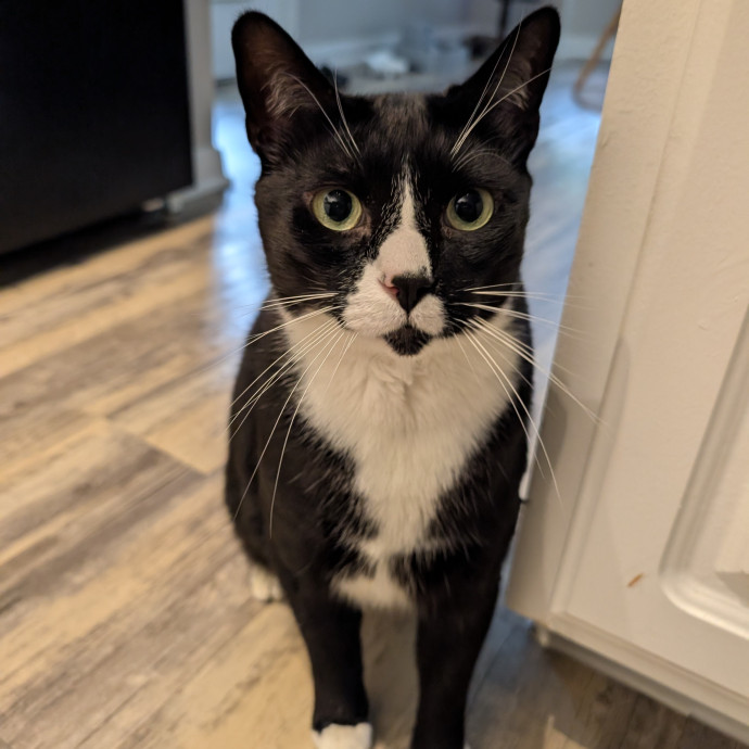 Megan's Heart Centered Kitty Care
