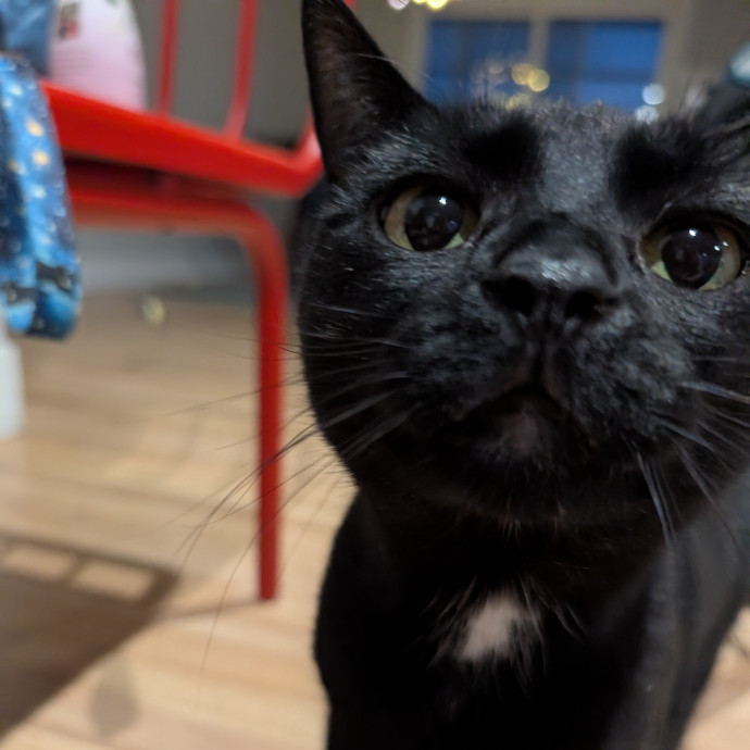 Megan's Heart Centered Kitty Care