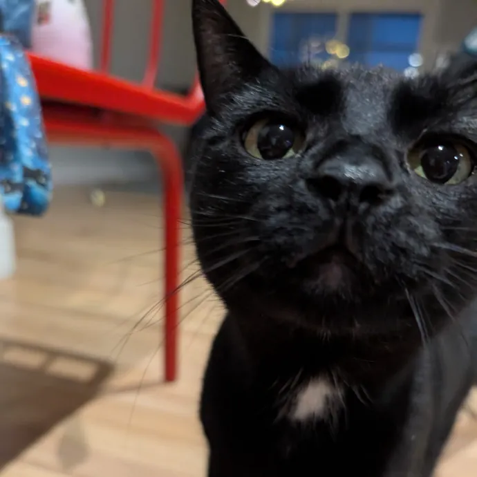Megan's Heart Centered Kitty Care