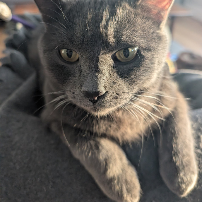 Megan's Heart Centered Kitty Care