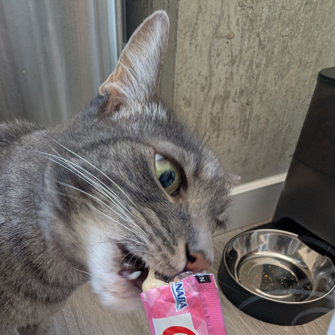 Megan's Heart Centered Kitty Care