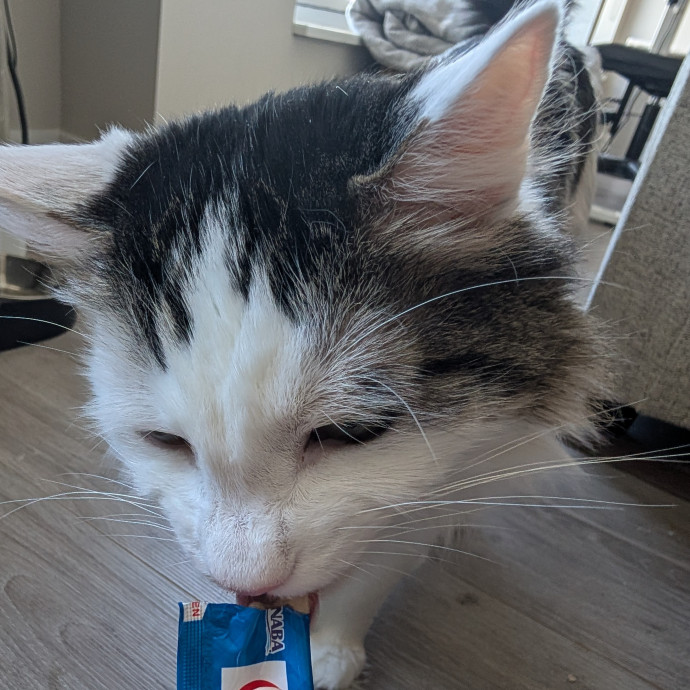 Megan's Heart Centered Kitty Care