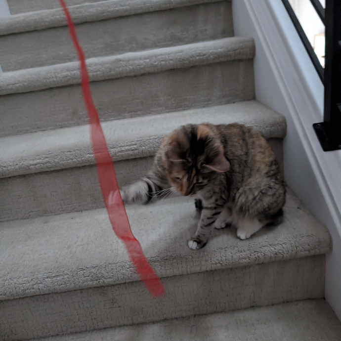 Megan's Heart Centered Kitty Care