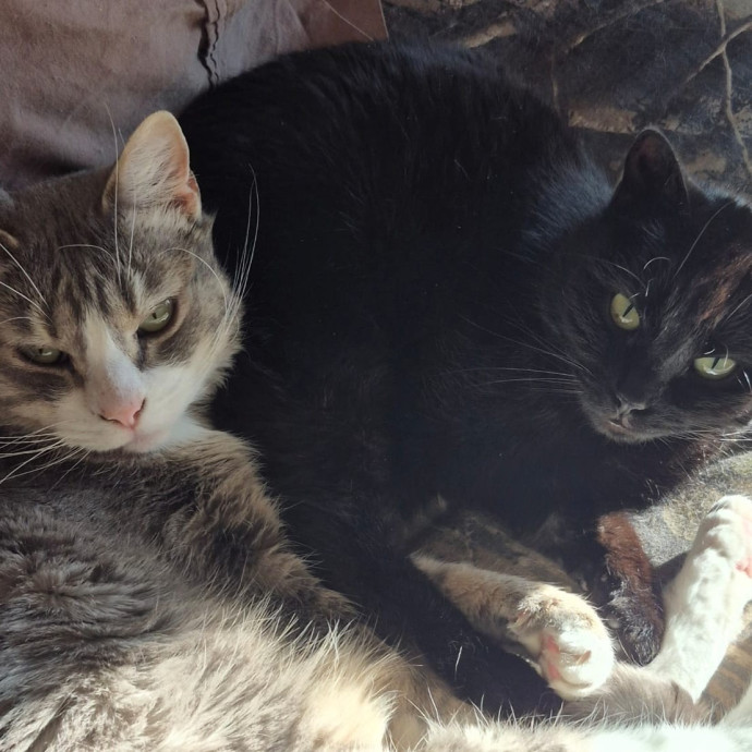 Megan's Heart Centered Kitty Care