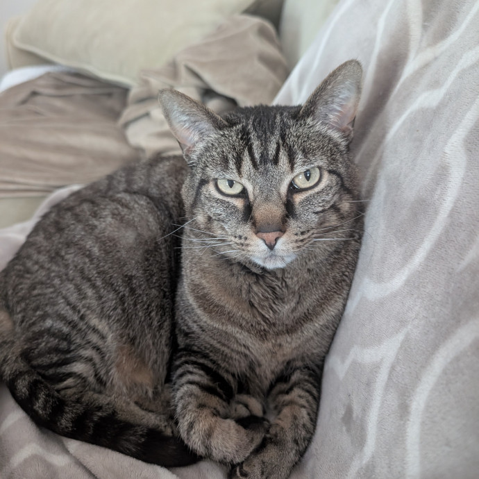 Megan's Heart Centered Kitty Care
