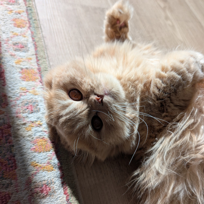 Megan's Heart Centered Kitty Care