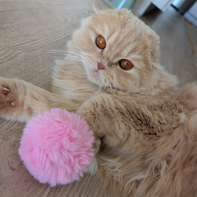 Megan's Heart Centered Kitty Care