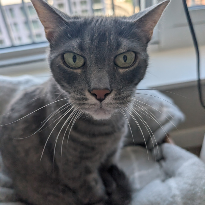 Megan's Heart Centered Kitty Care